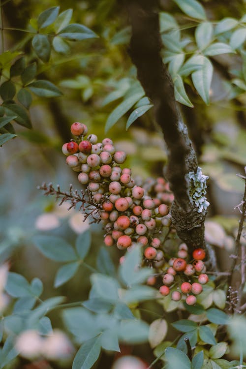 Closeup of tree with small red berries growing on branch with green leaves