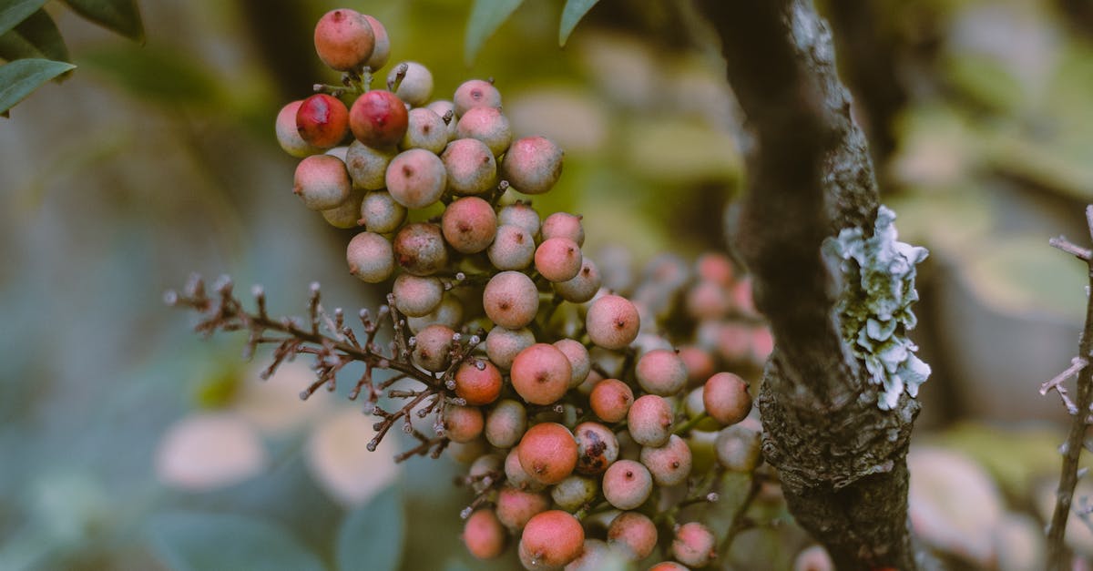 How many months is maternity leave in California