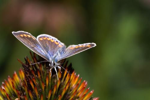 Free Close-up image of a butterfly perched on a vibrant coneflower, showcasing intricate wing patterns and vibrant colors. Stock Photo