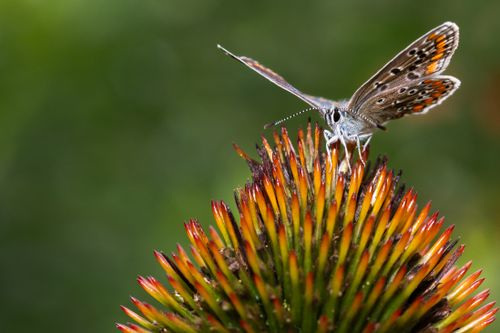 Free Close-up of a butterfly perched on a vibrant spiky cone flower, showcasing nature's beauty. Stock Photo