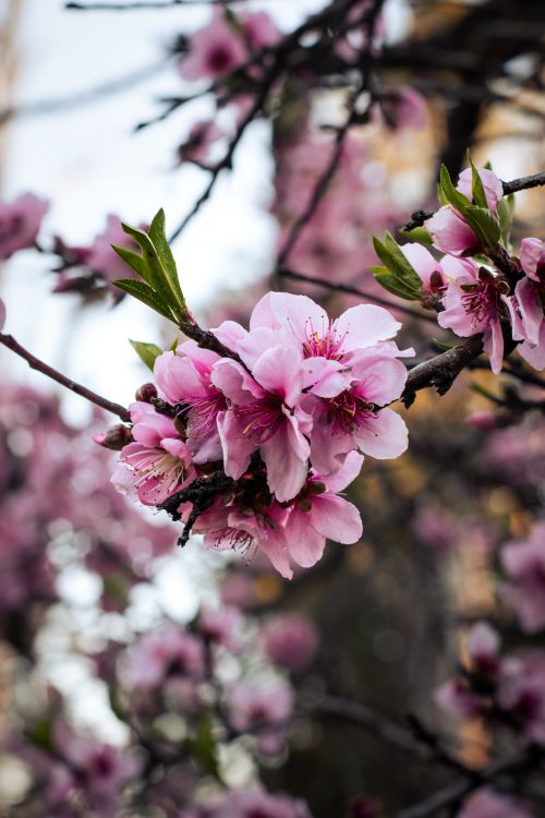 Free Beautiful close-up of pink cherry blossoms on a branch, highlighting spring's vibrant beauty. Stock Photo