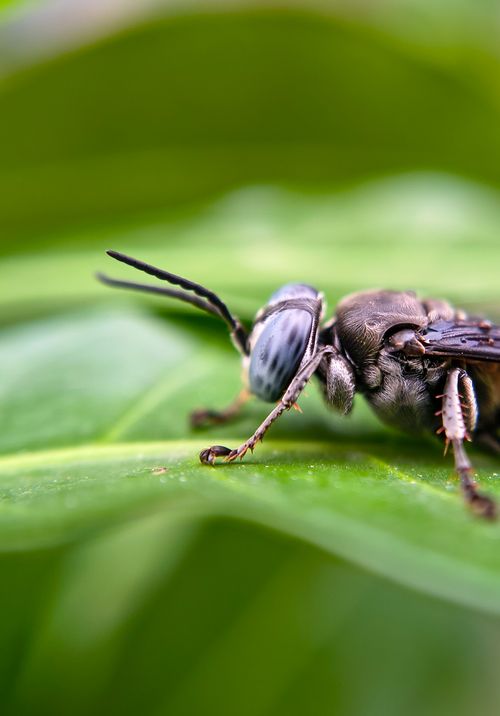 Free Detailed macro shot of an insect resting on a green leaf, Bilaspur, India. Stock Photo