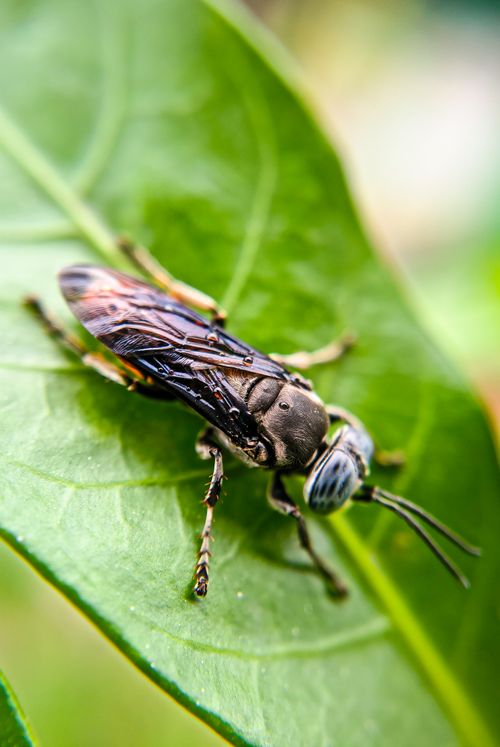 Free Macro shot of a fly perched on a leaf in Bilaspur, CG, India, showcasing its intricate details. Stock Photo