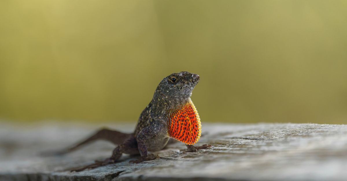 A close-up of a brown anole displaying its bright orange dewlap in natural light.