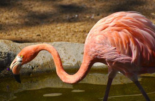 Free Pink flamingo gracefully drinking water at an outdoor pond during the day. Stock Photo