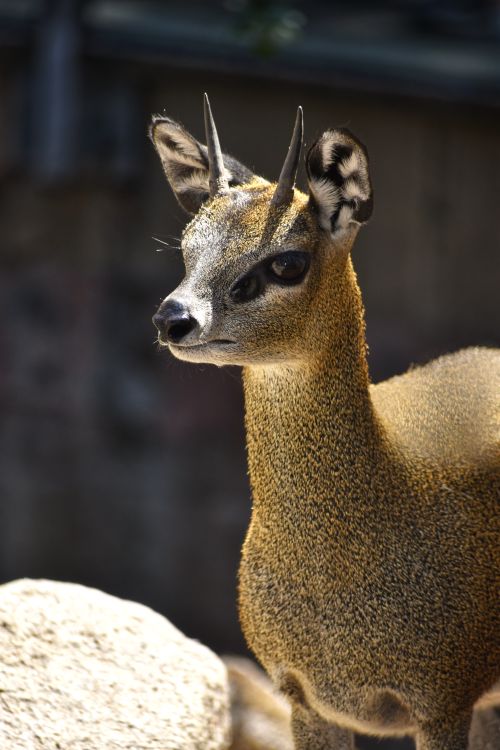 Free Captivating close-up of a klipspringer in natural habitat, showcasing its unique features. Stock Photo