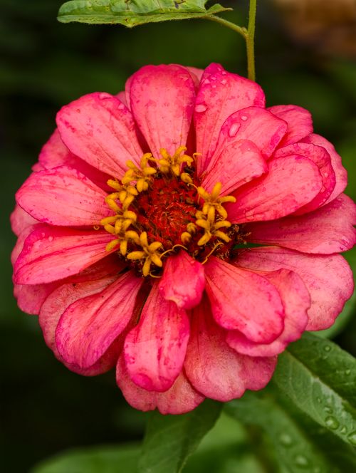 Free Close-up of a vibrant pink Zinnia flower with raindrops, showcasing nature's beauty. Stock Photo