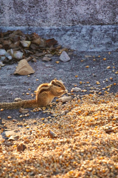 Free A chipmunk enjoys seeds scattered over a sunlit concrete surface outdoors. Stock Photo