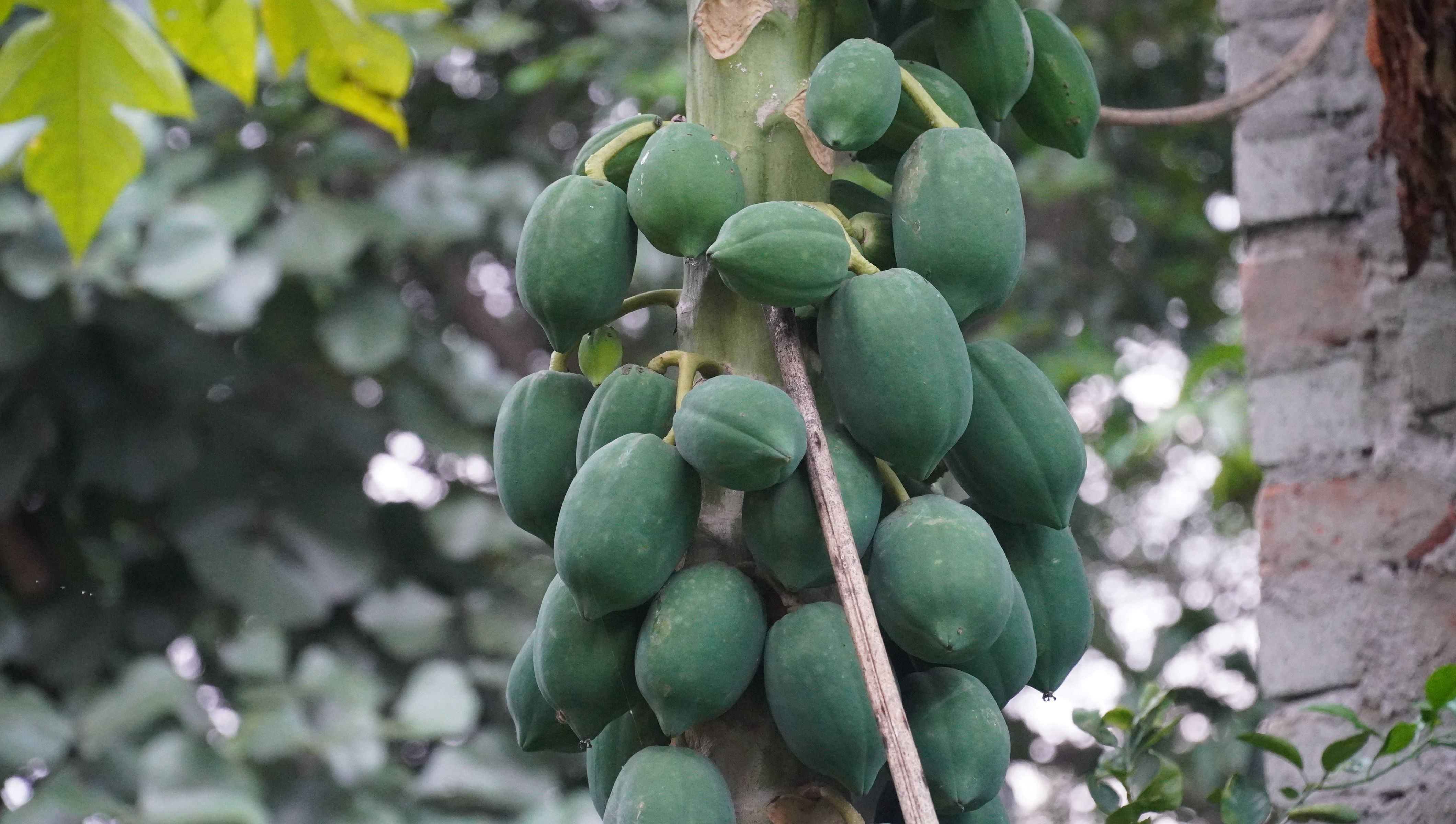 Food Processing Papaya
