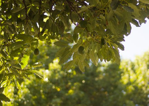 Free Lush avocado tree leaves and fruits in daylight, Xalapa, Mexico. Stock Photo