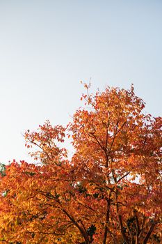Beautiful display of golden autumn leaves on a deciduous tree against a clear sky.