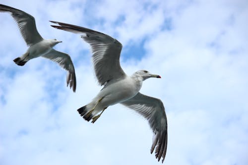 Two White Seagulls Flying Under Blue and White Sky