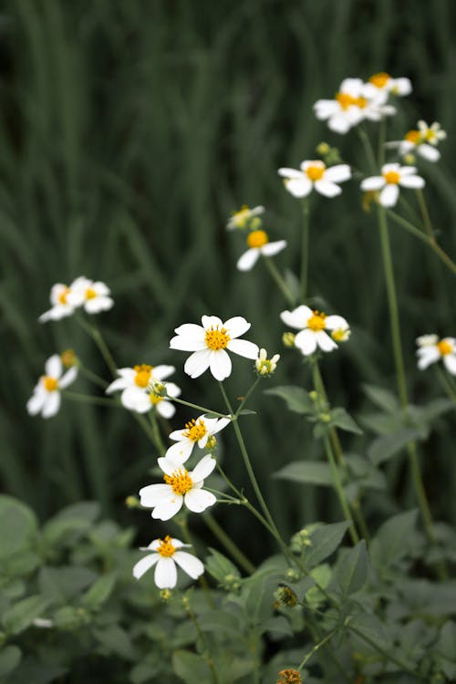 Ücretsiz Beyaz çiçeklerin Yakın çekim Fotoğrafı Stok Fotoğraflar