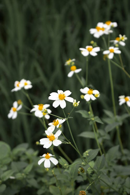 Безкоштовне стокове фото на тему «hd шпалери, білі квіти, білі ромашки» стокове фото