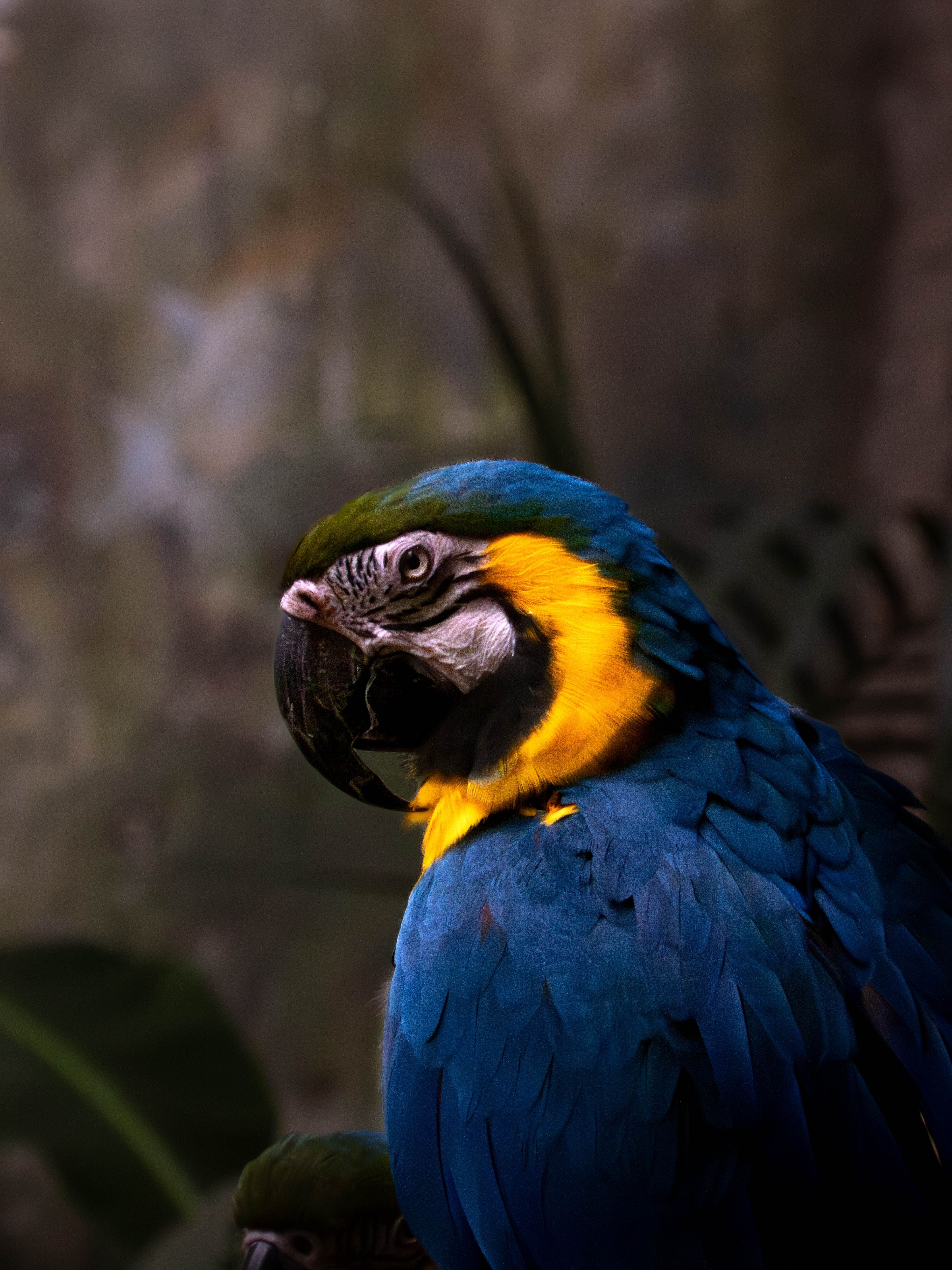 Fotomural Primer plano cautivador de un guacamayo de colores vibrantes que muestra su plumaje azul y amarillo brillante.