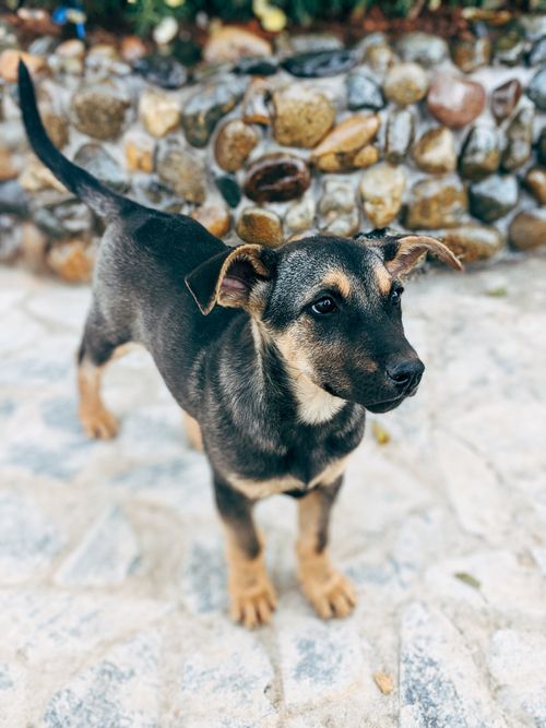 Free Charming puppy exploring outside, with a curious look, standing against a stone backdrop. Stock Photo