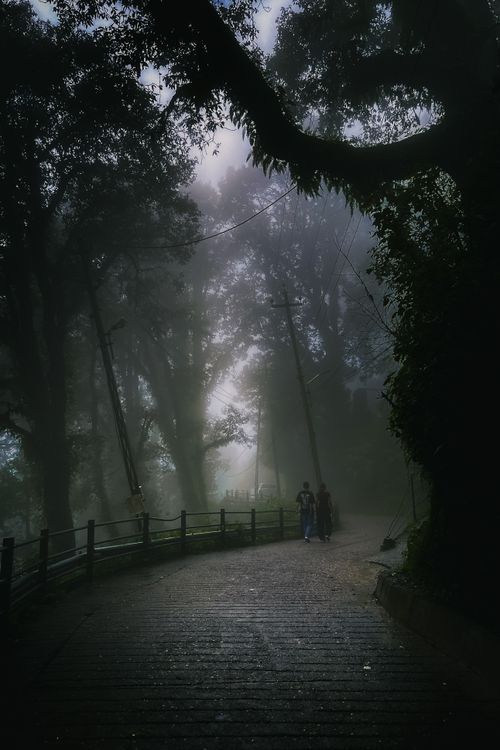 Free Atmospheric view of a misty forest path with silhouettes of people walking. Stock Photo