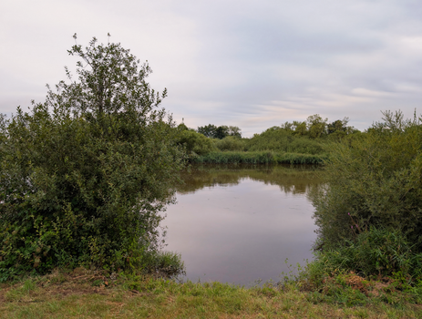 Peaceful pond surrounded by lush greenery under an overcast sky, offering tranquility in nature.