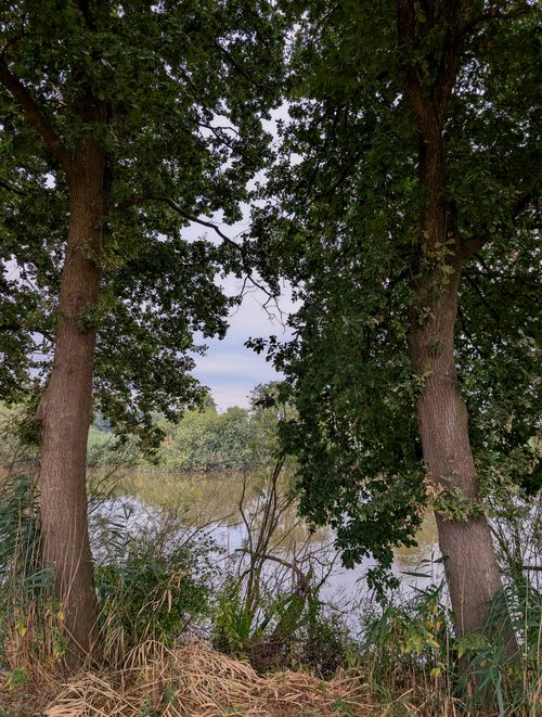 Free Peaceful river scene framed by lush oak trees, highlighting serene nature. Stock Photo