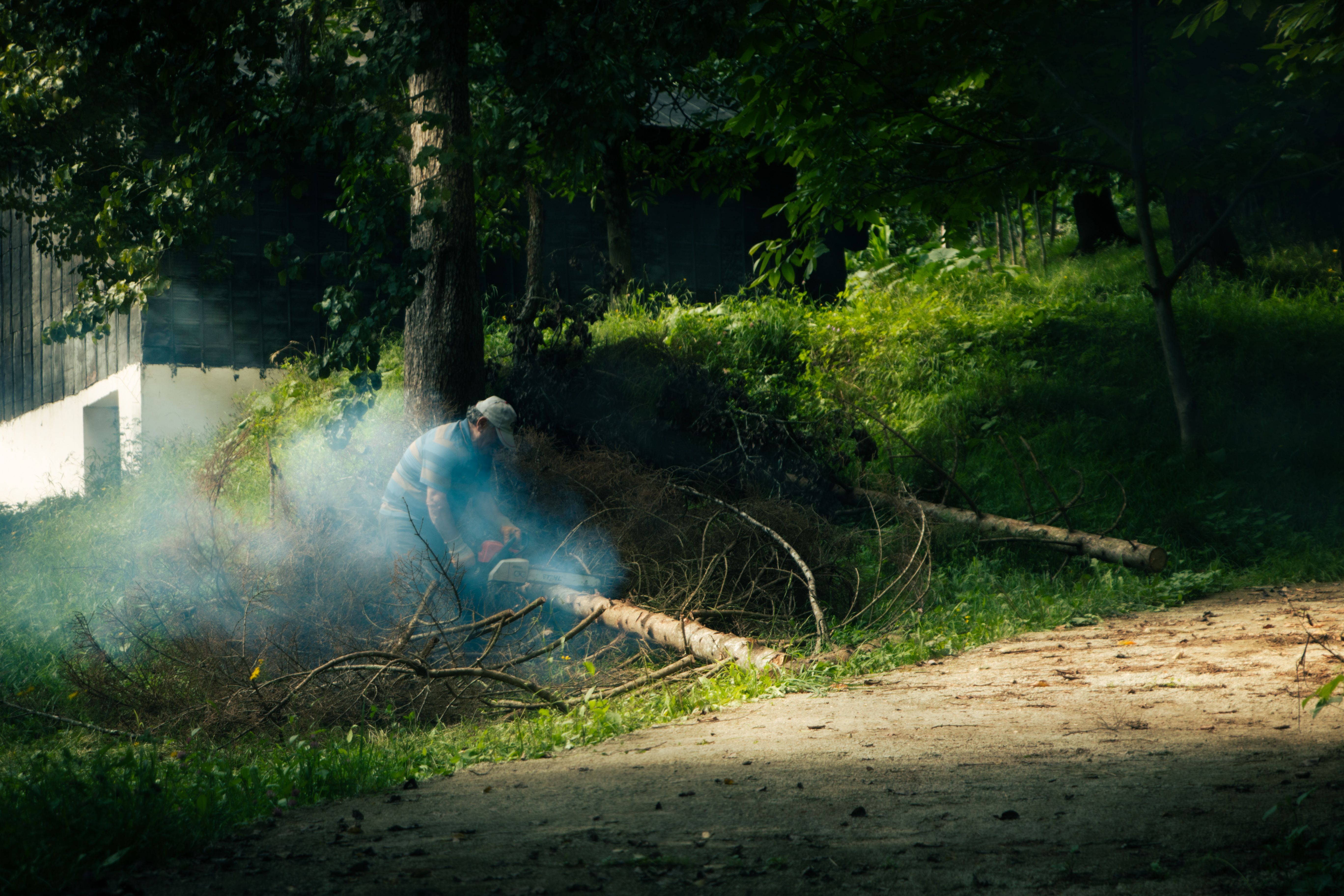 Worker cutting through a large fallen tree with a chainsaw — large tree removal in Surrey BC