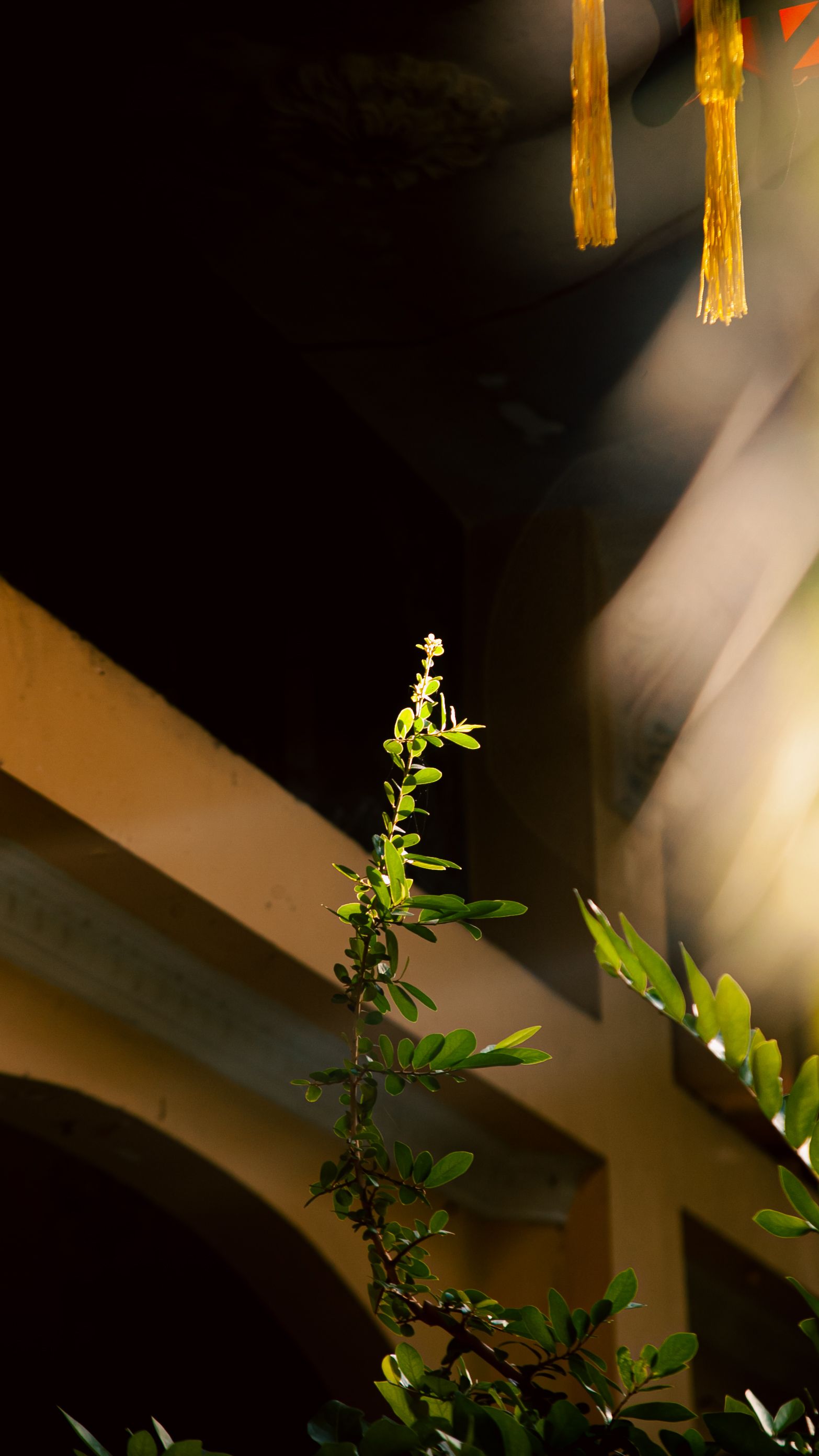 A leafy plant illuminated by sunlight in an indoor Vietnamese environment, showcasing nature's elegance.