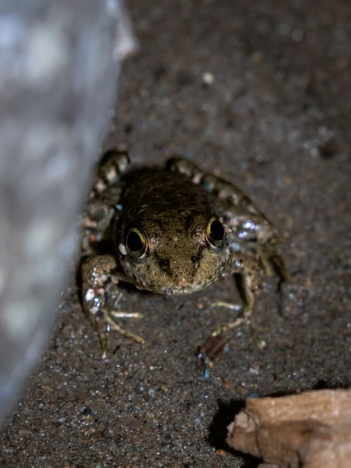 Free Detailed close-up of a frog on muddy ground in Rize, showcasing its natural habitat. Stock Photo