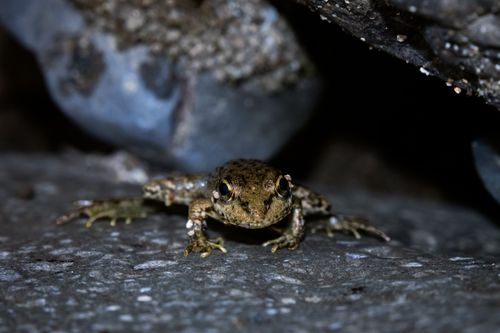 Free A detailed close-up of a frog on a rocky surface in Rize, Turkey, showcasing natural habitat. Stock Photo
