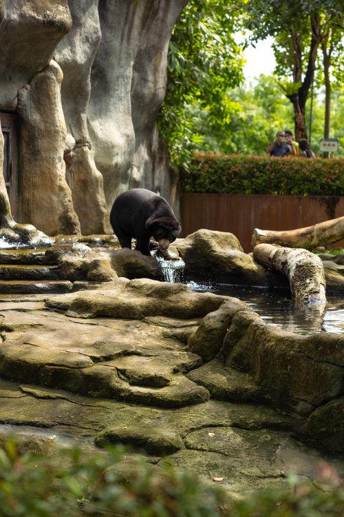 Free An Asiatic black bear exploring its rocky habitat at a zoo, surrounded by greenery and water. Stock Photo