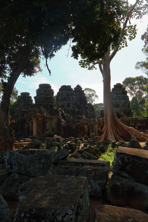 Free Ancient Angkor Wat ruins with a prominent tree, showcasing historical architecture and nature. Stock Photo