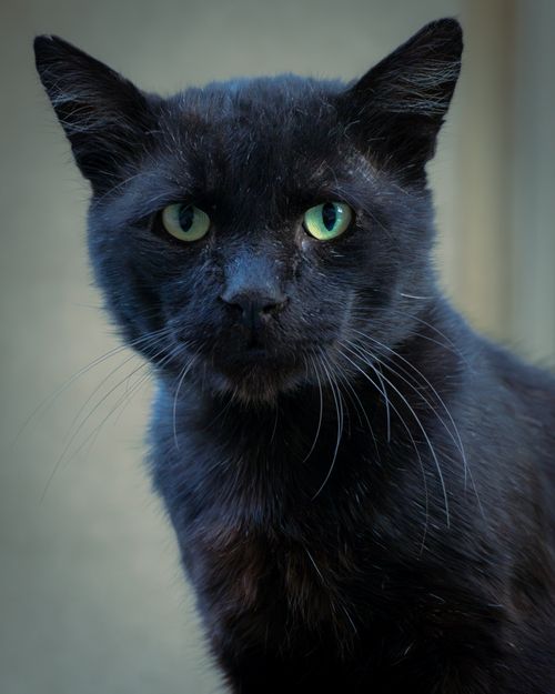 Free Close-up portrait of a black cat with green eyes staring intently, showcasing its mysterious elegance. Stock Photo