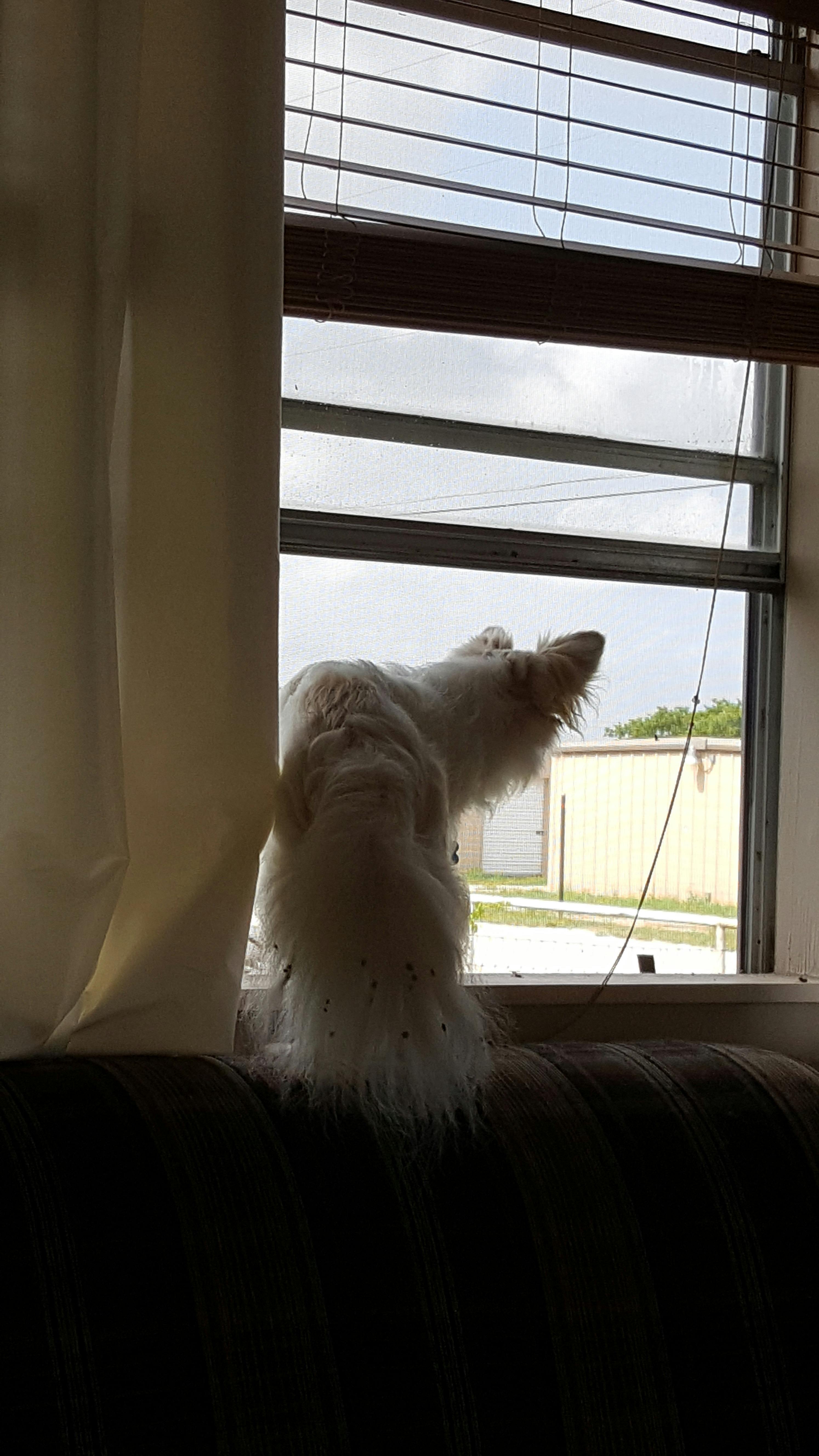 Free stock photo of dog, looking out, small animal