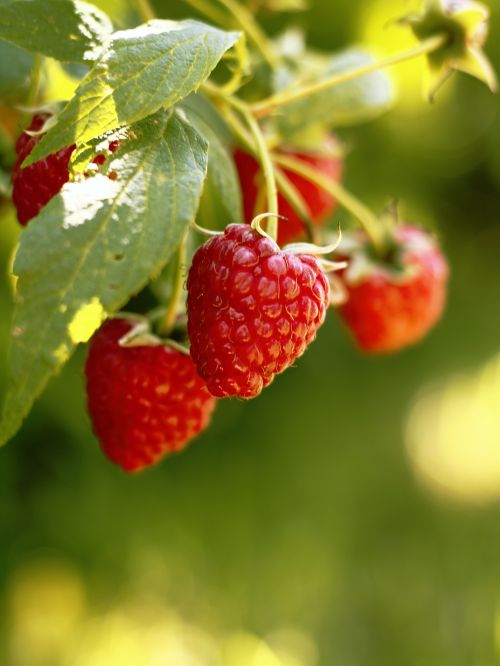 Free Close-up of ripe raspberries hanging on the bush in a sunny garden. Stock Photo