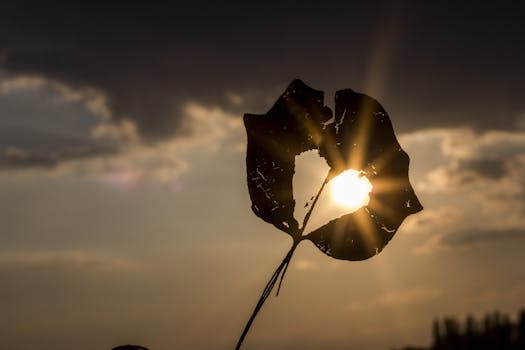 Free stock photo of light, love, heart, sun