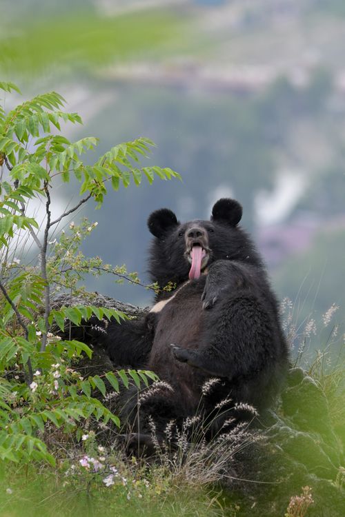 Free A playful black bear sticks out its tongue while lounging in lush wilderness. Stock Photo