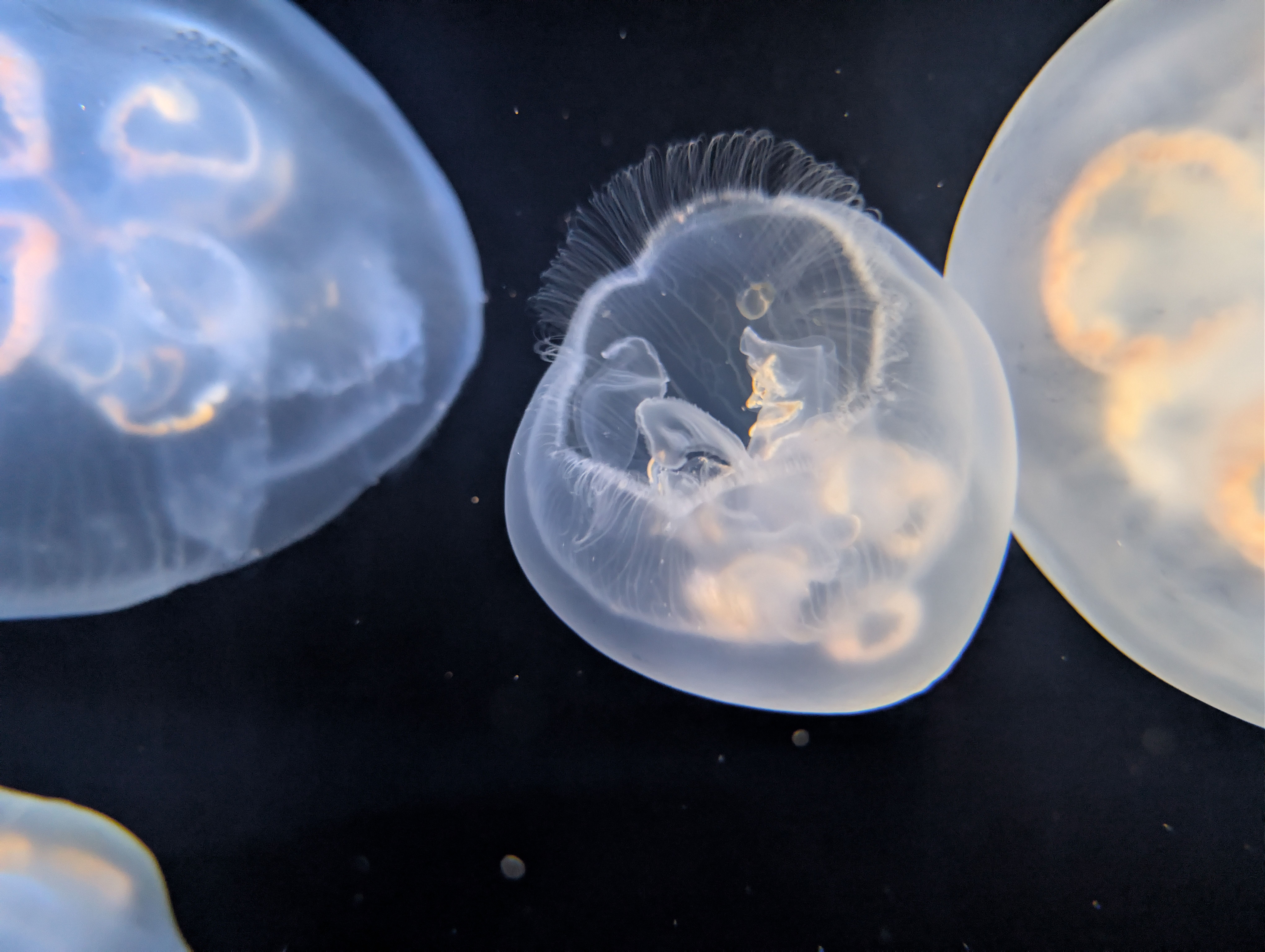 jelly phone