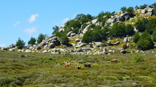 Free Cows grazing on a rocky hillside in Aullène, Corsica, surrounded by lush greenery and a clear blue sky. Stock Photo