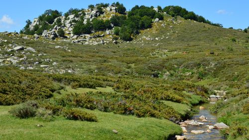 Free Explore the stunning rocky landscape and stream in Aullène, Corsica, France. Stock Photo