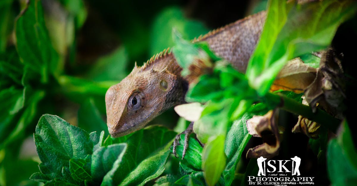 Free stock photo of iguana, Monitor Lizard, nature photography