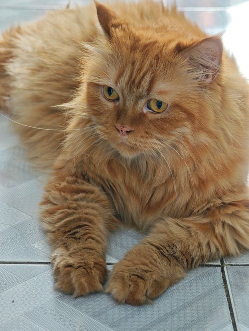 Free A fluffy ginger cat with vibrant fur rests indoors, enjoying sunlight streaming in. Stock Photo