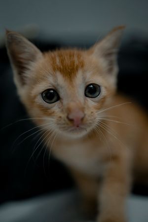 Cat stock photo used for demo profile Cinnamon