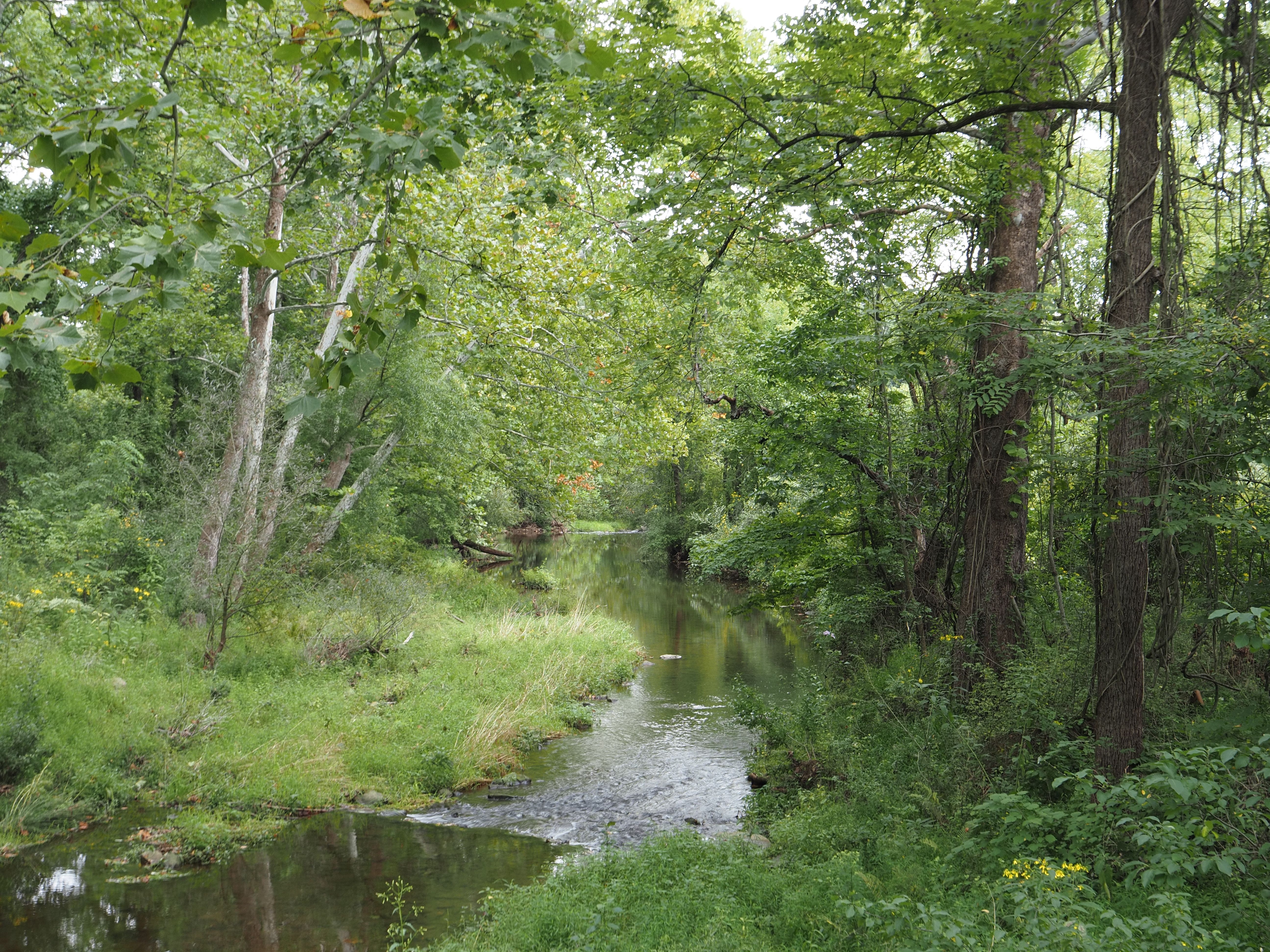 Serene forest stream in Pennsylvania, showcasing lush greenery and tranquil nature.
