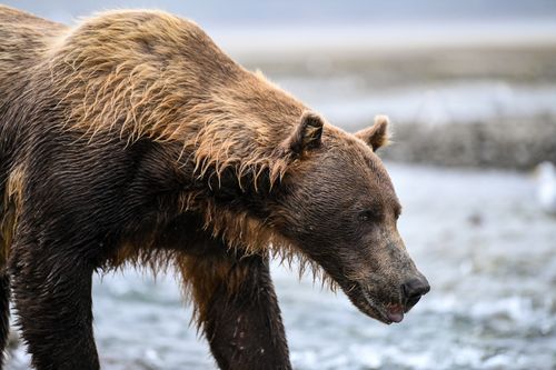 Free Majestic brown bear captured close-up in Katmai National Park, Alaska. Stock Photo