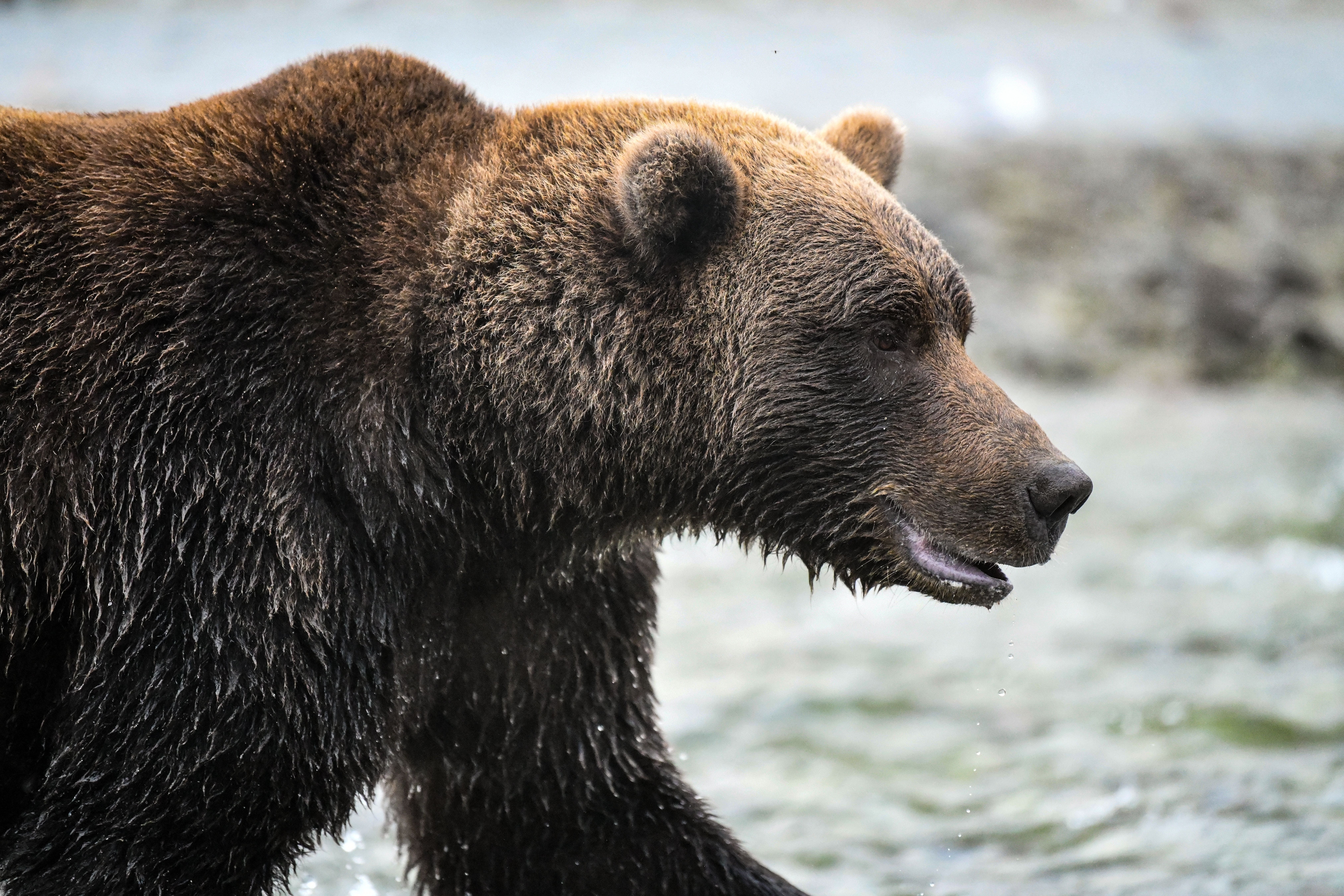 A detailed view of a coastal brown bear at Katmai National Park, Alaska, near a river.