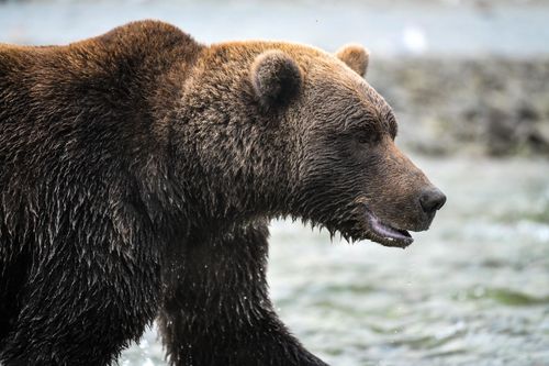 Free A detailed view of a coastal brown bear at Katmai National Park, Alaska, near a river. Stock Photo
