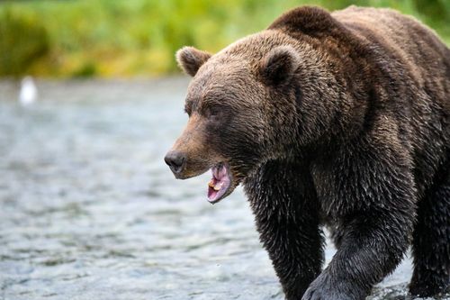 Free Powerful coastal brown bear wades through river at Katmai National Park, Alaska, showcasing Alaskan wildlife. Stock Photo