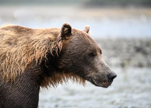 Free A majestic coastal brown bear stands at a riverbank in Katmai National Park, Alaska. Stock Photo