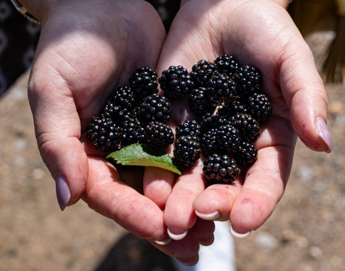 Free Close-up of hands holding ripe blackberries with a green leaf, captured outdoors on a sunny day. Stock Photo