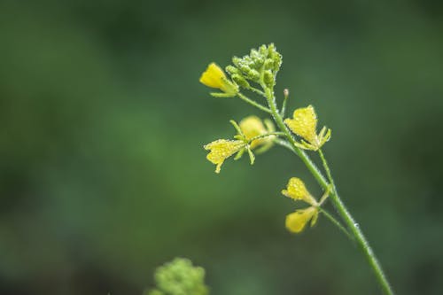 Foto profissional grátis de amarelo, ecológico, flor