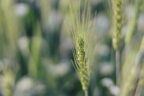 Fotos de stock gratuitas de bangladesh, campo de trigo, cultivos