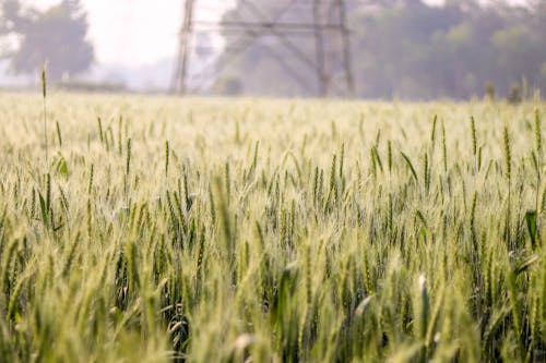 Green Grass Field